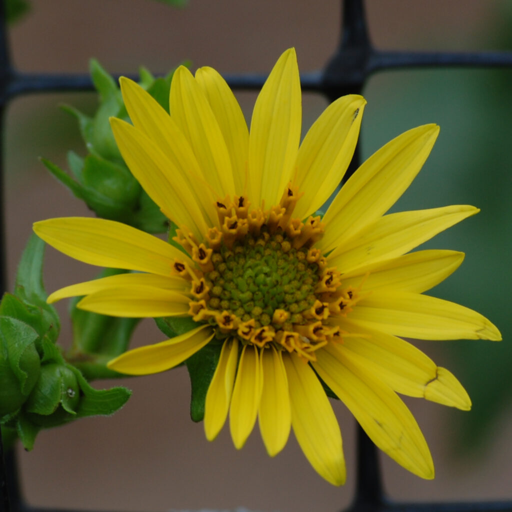 Common Cup Plant, Silphium perfoliatum