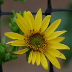 Common Cup Plant, Silphium perfoliatum