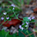 Common elephant's foot, Elephantopus tomentosus