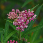 Eastern swamp milkweed, Asclepias incarnata var. pulchra