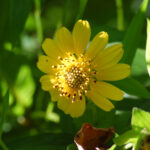 Hairy Leafcup, Smallanthus uvedalia