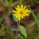 Hairy Sunflower, Helianthus hirsutus