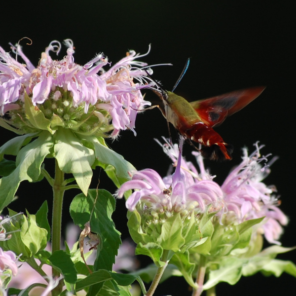 Hummingbird Clearwing Moth, Hemaris thysbe