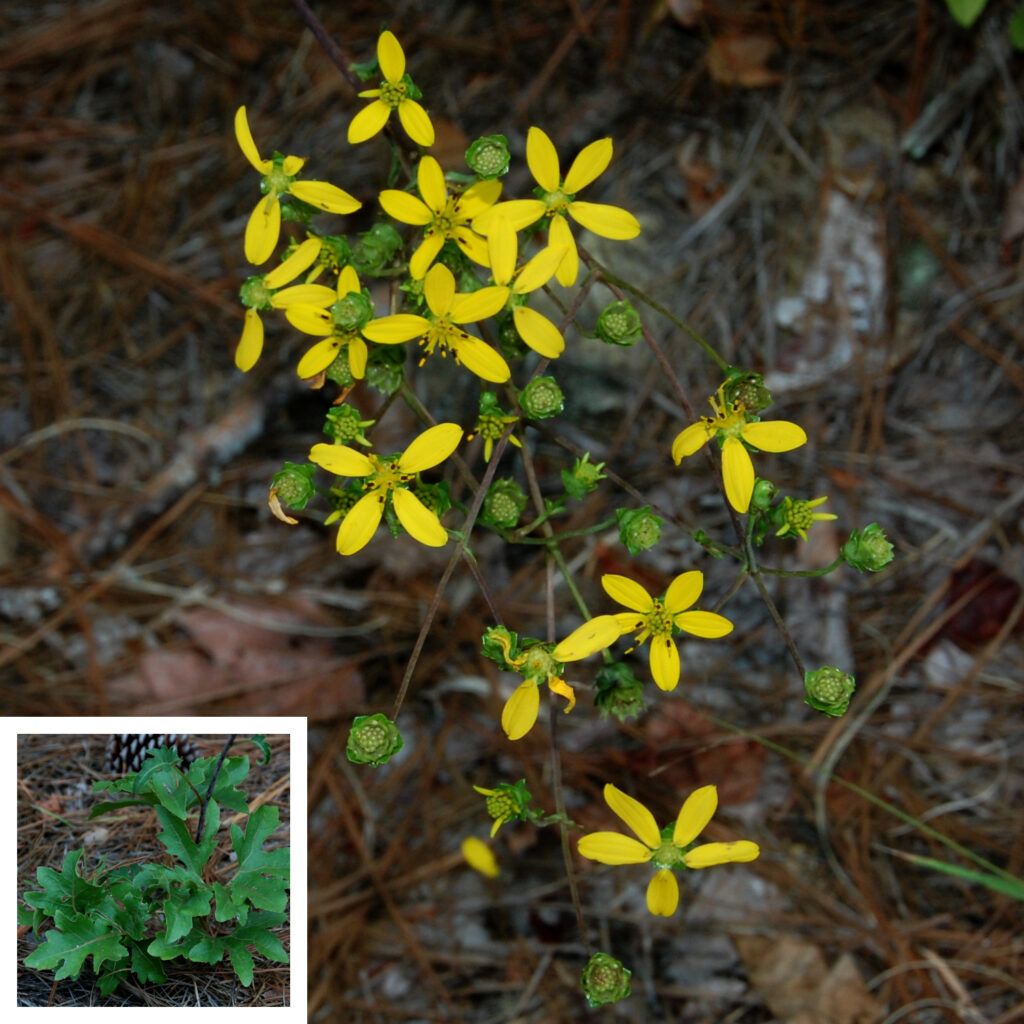 Kidneyleaf Rosinweed, Silphium compositum