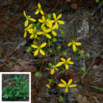 Kidneyleaf Rosinweed, Silphium compositum