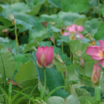 Lotus, Nelumbo nucifera