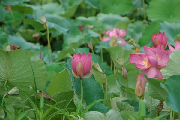 Lotus, Nelumbo nucifera