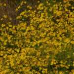 Midwestern Tickseed Sunflower, Bidens aristosa