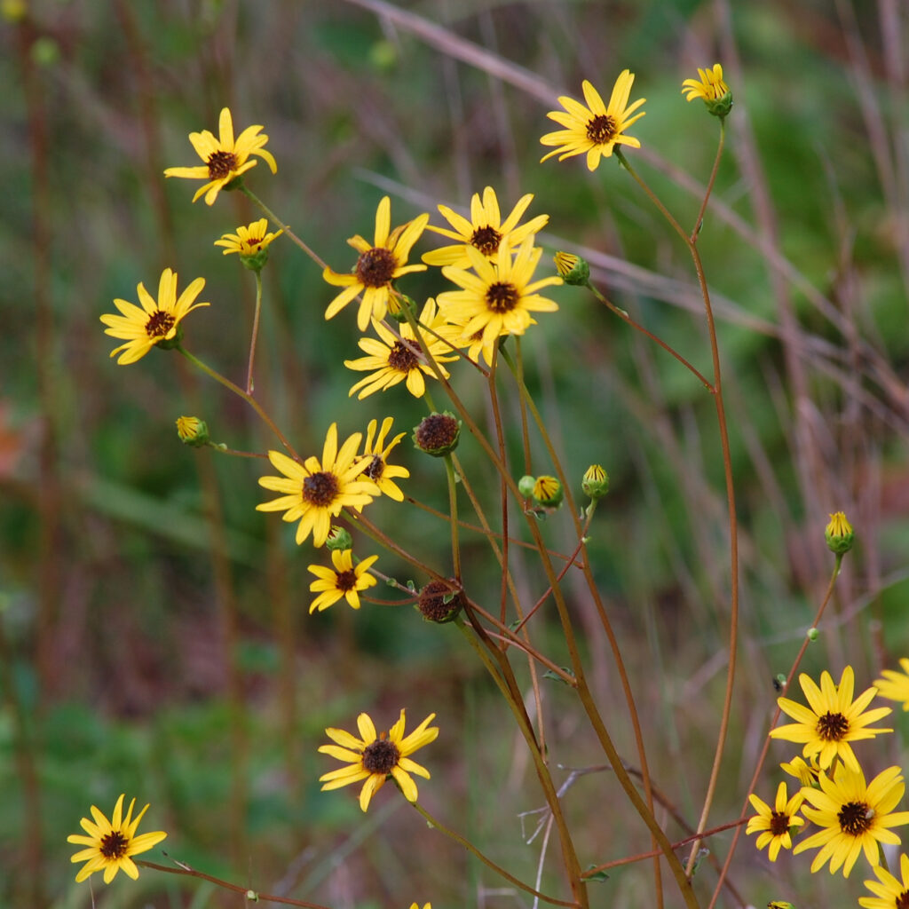 Purpledisc sunflower, Helianthus atrorubens