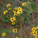 Purpledisc sunflower, Helianthus atrorubens