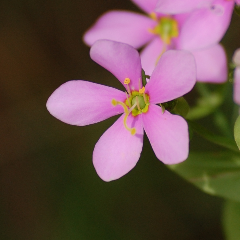 Rose pink, Sabatia angularis