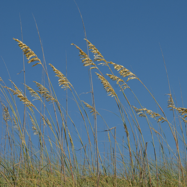 Sea Oats, Uniola paniculata