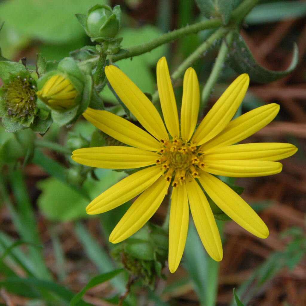 Starry Rosinweed, Silphium asteriscus var. asteriscus