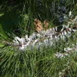 Woolly pine scale, Pseudophilippia quaintancii Cockerell.