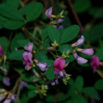 Bicolor Lespedeza, Lespedeza bicolor