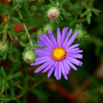 Big-headed aster, Symphyotrichum grandiflorum