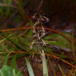 Cranefly Orchid, Tipularia discolor