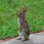 Eastern cottontail rabbit, Sylvilagus floridanus