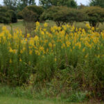 A field of goldenrod, Solidago