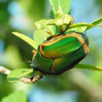 Green June Beetle, Cotinis nitida