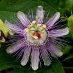 Passion Flower, Passiflora incarnata