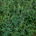 Ragweed, Ambrosia artemisiifolia