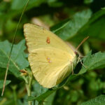 Cloudless sulphur butterfly, Phoebis sennae