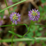 Curtiss's milkwort, Polygala curtissii