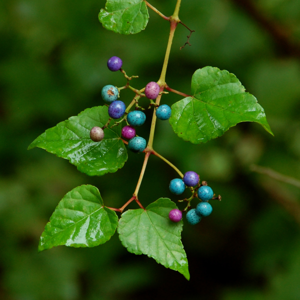 Porcelain-berry, Ampelopsis glandulosa