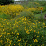 Shiloh greenway field of Midwestern tickseed-sunflower, Bidens aristosa