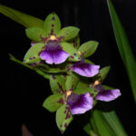 Zygopetalum