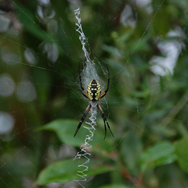 Black and yellow garden spider, Argiope aurantia