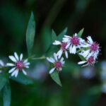 Calico aster, Symphyotrichum lateriflorum