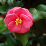 Camellia, Camellia japonica