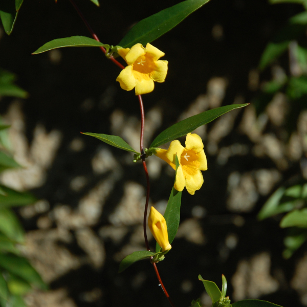 Carolina jessamine, Gelsemium sempervirens