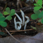 Fairy Fingers, White Worm Coral Fungus, Clavaria fragilis