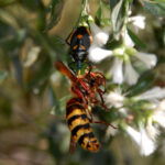 Florida predatory stink bug, Euthyrhynchus floridanus, feeding on a European hornet, Vespa crabro.