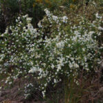 Frost aster, Symphyotrichum pilosum