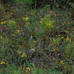 Golden asters (Chrysopsis) and blazing stars (Liatris) on the Shiloh Greenway.