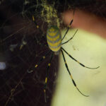 Joro spider, Trichonephila clavata