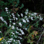 Long-stalked aster, Symphyotrichum dumosum