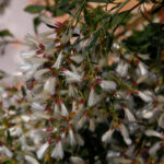 Consumption weed female flowers, Baccharis halimifolia