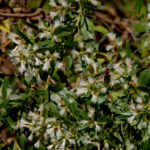 Consumption weed female flowers, Baccharis halimifolia