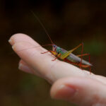 Handsome Meadow Katydid, Orchelimum pulchellum