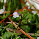 Japanese mazus, Mazus pumilus