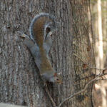 Eastern Gray Squirrel, Sciurus carolinensis