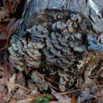 Turkey tail mushroom, Trametes versicolor