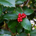 American holly, Ilex opaca