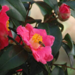 Camellia japonica and a honey bee, Apis mellifera