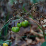 Carolina horse-nettle fruit, Solanum carolinense var. carolinense